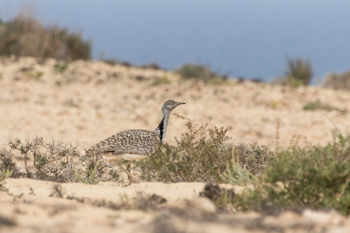 drop hřívnatý (ssp. fuertaventurae) - ML642831938
