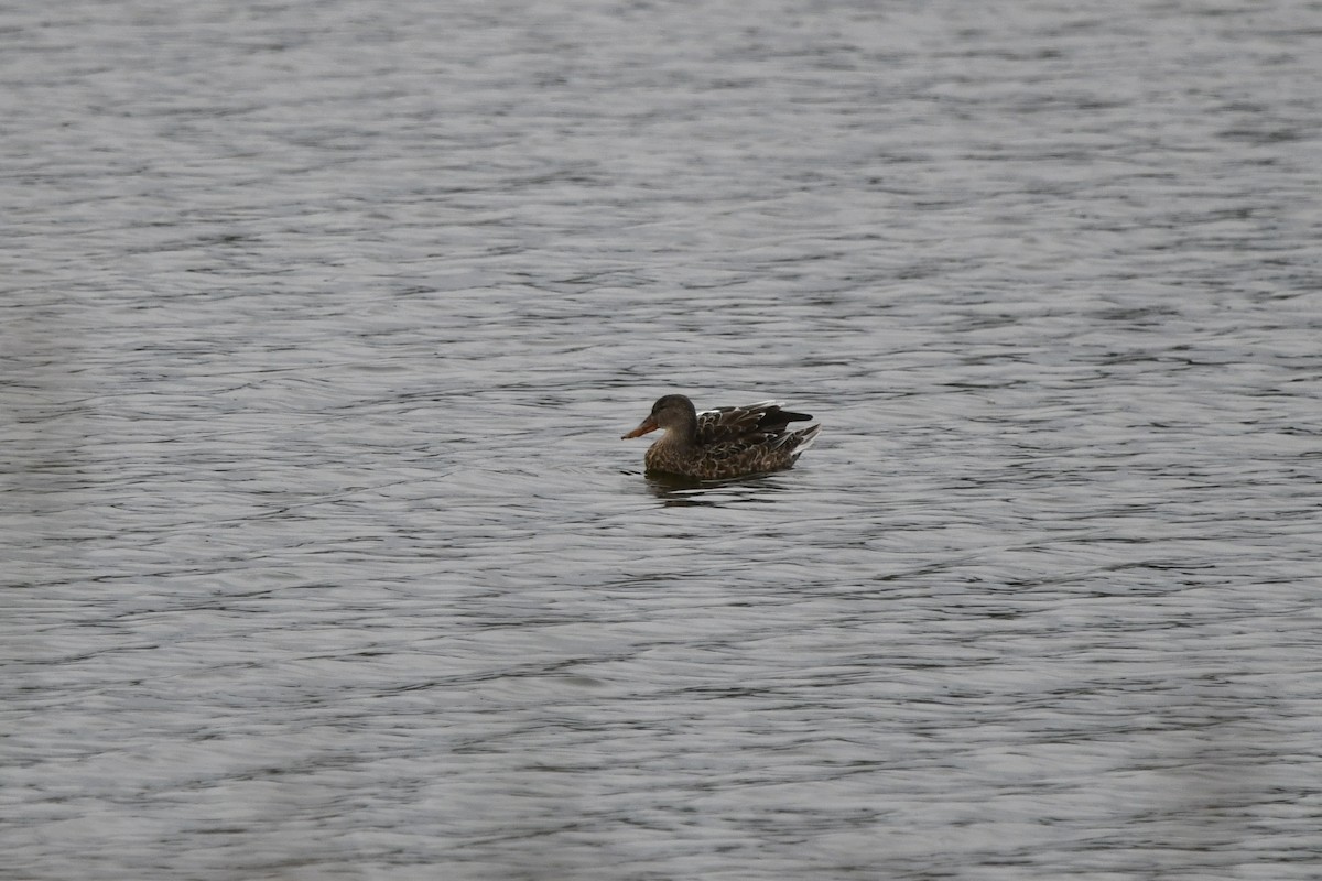 Northern Shoveler - ML642831940