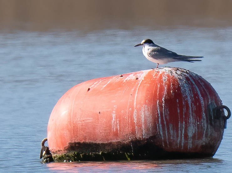 Common Tern - ML642831941