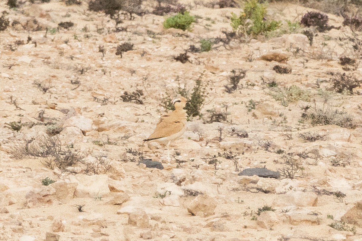 Cream-colored Courser - ML642831942
