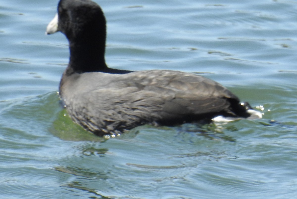 American Coot - ML642831943