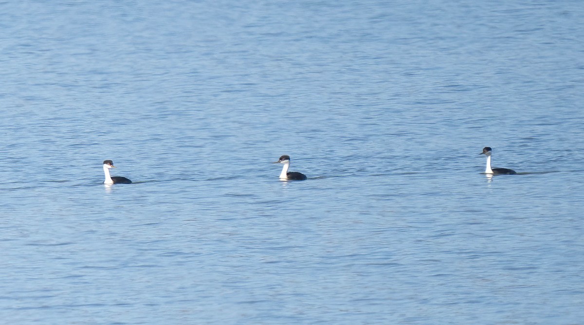 Western Grebe - ML642831945