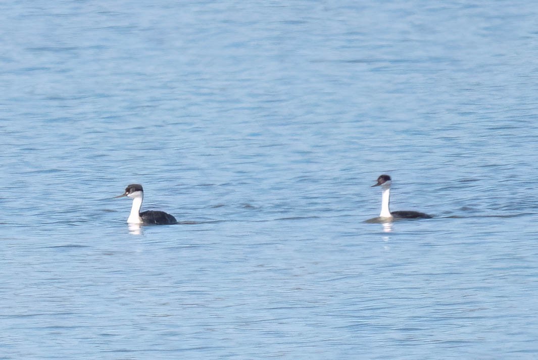 Western Grebe - ML642831955