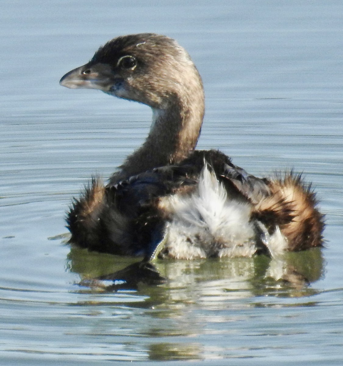 Pied-billed Grebe - ML642831956