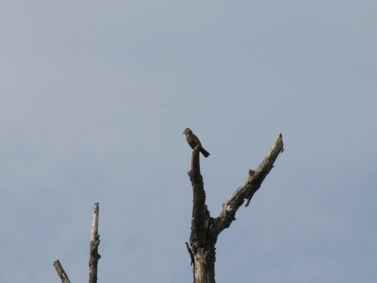 Fringillidae sp. - ML642831958