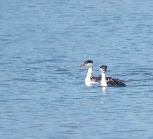 Clark's Grebe - ML642831960