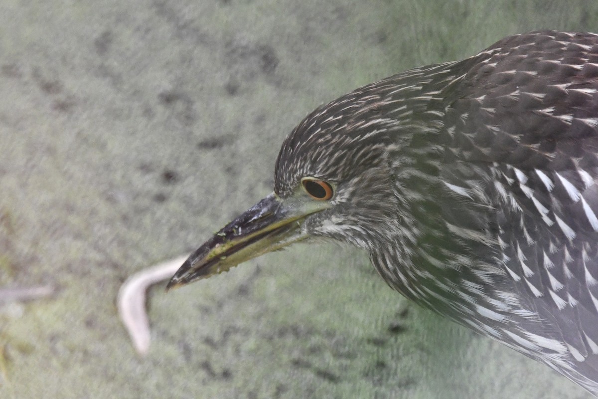 Black-crowned Night Heron - ML642831962