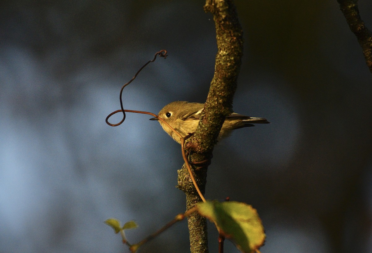 Ruby-crowned Kinglet - ML642831963
