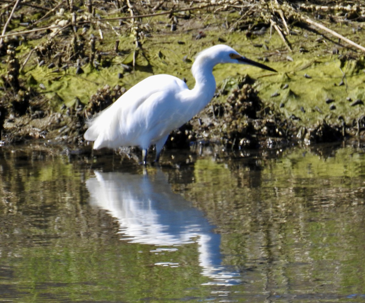 Snowy Egret - ML642831965