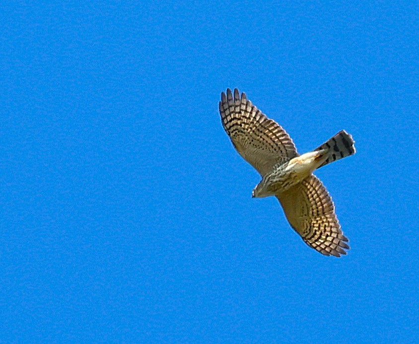 Sharp-shinned Hawk - ML642831967