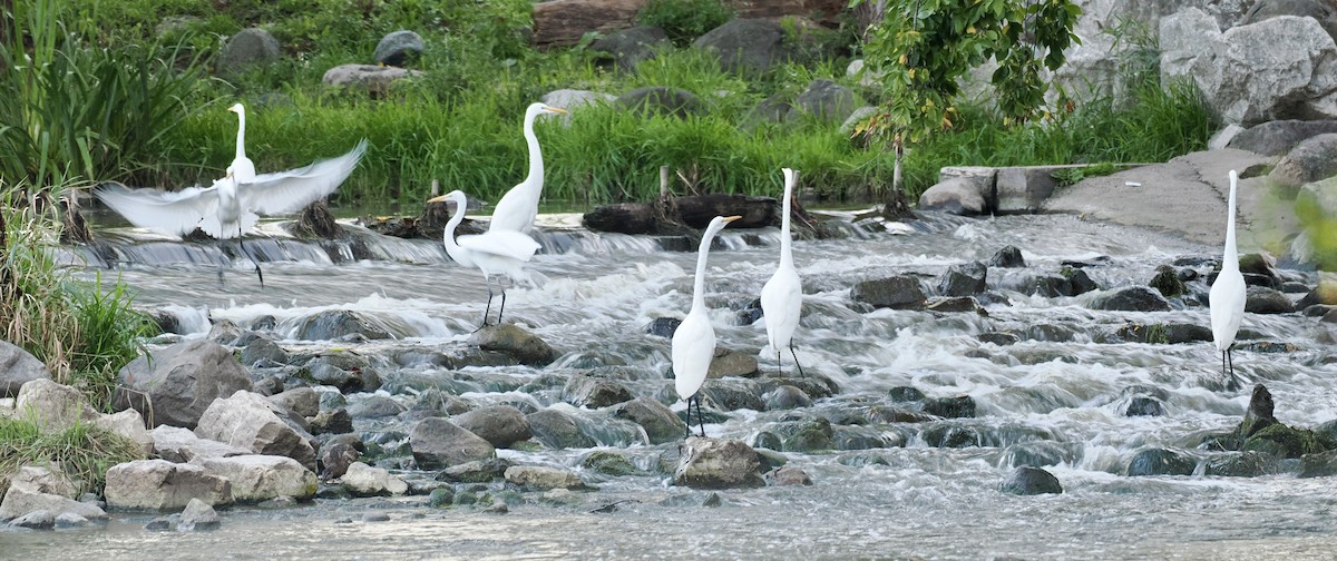 Great Egret - ML642831968