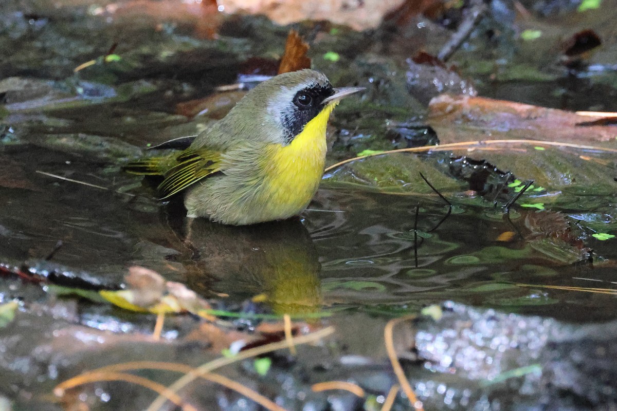 Common Yellowthroat - ML642831969