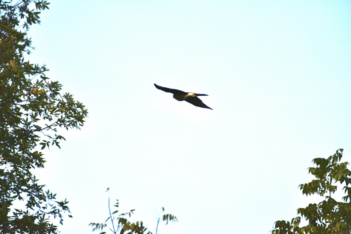 Cooper's Hawk - ML642831970