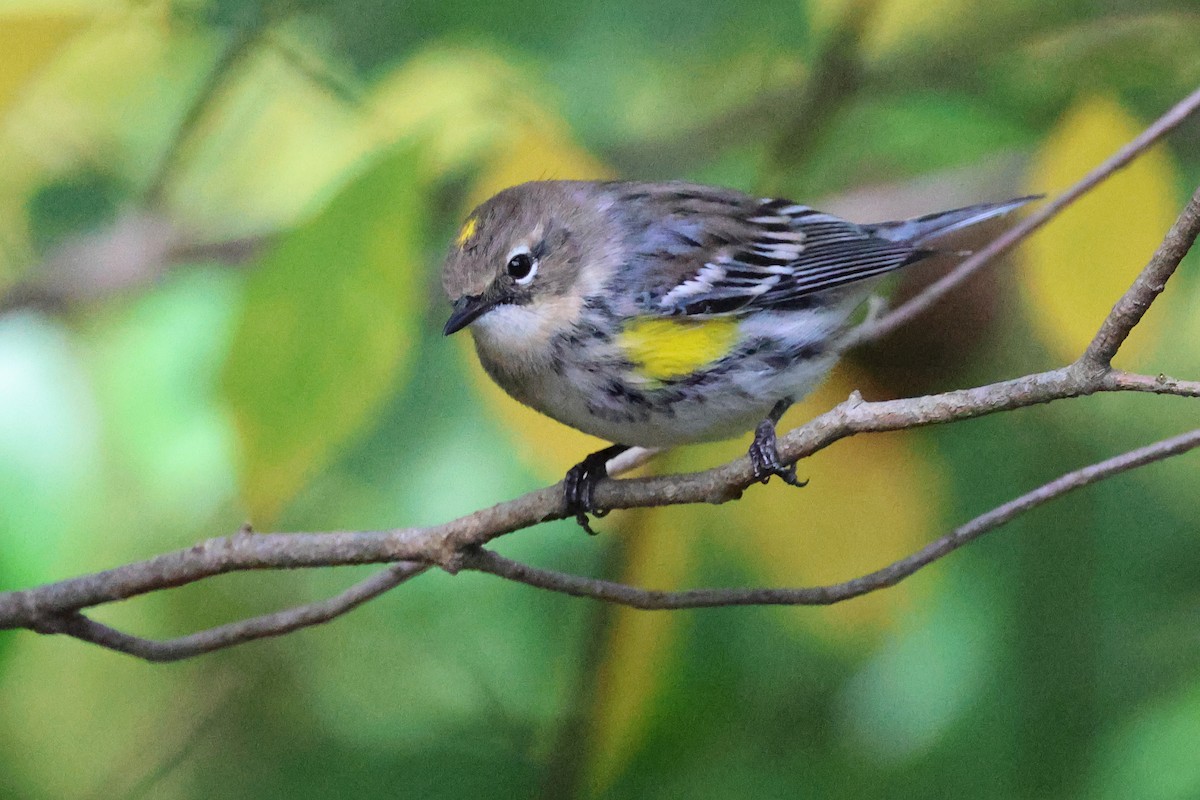 Yellow-rumped Warbler - ML642831973