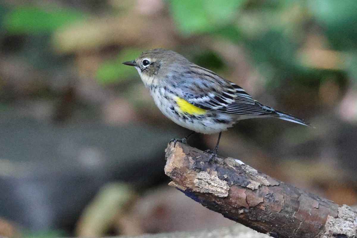 Yellow-rumped Warbler - ML642831976