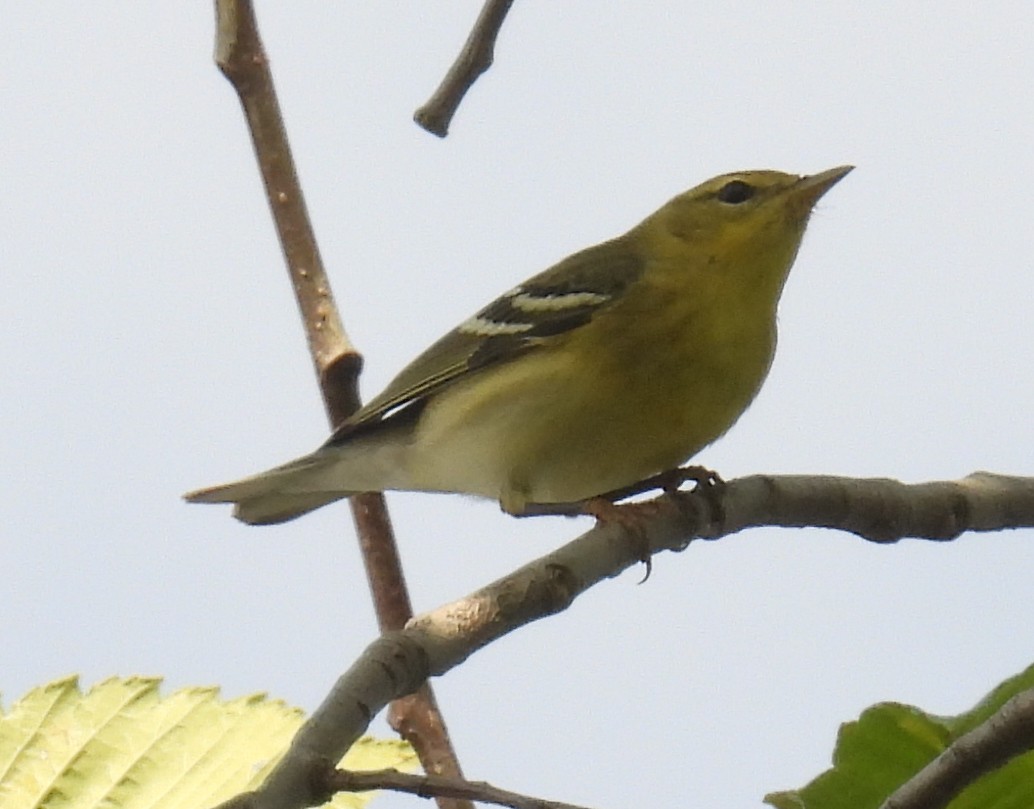 Blackpoll Warbler - ML642831983