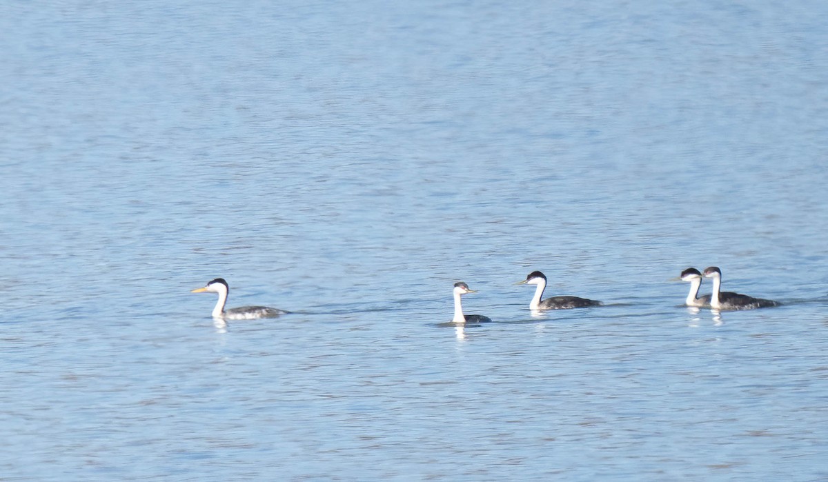 Western Grebe - ML642831994