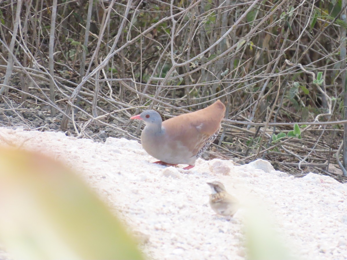 Small-billed Tinamou - ML642832008