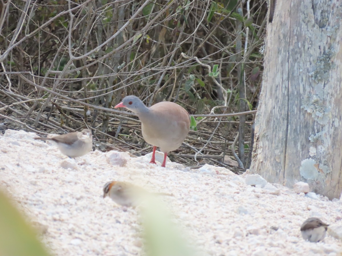 Small-billed Tinamou - ML642832009