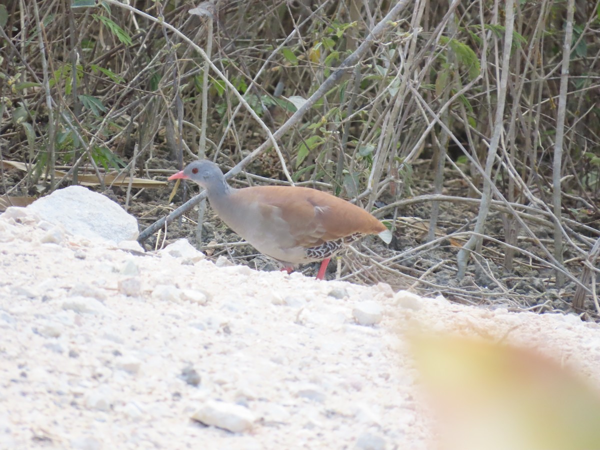 Small-billed Tinamou - ML642832010