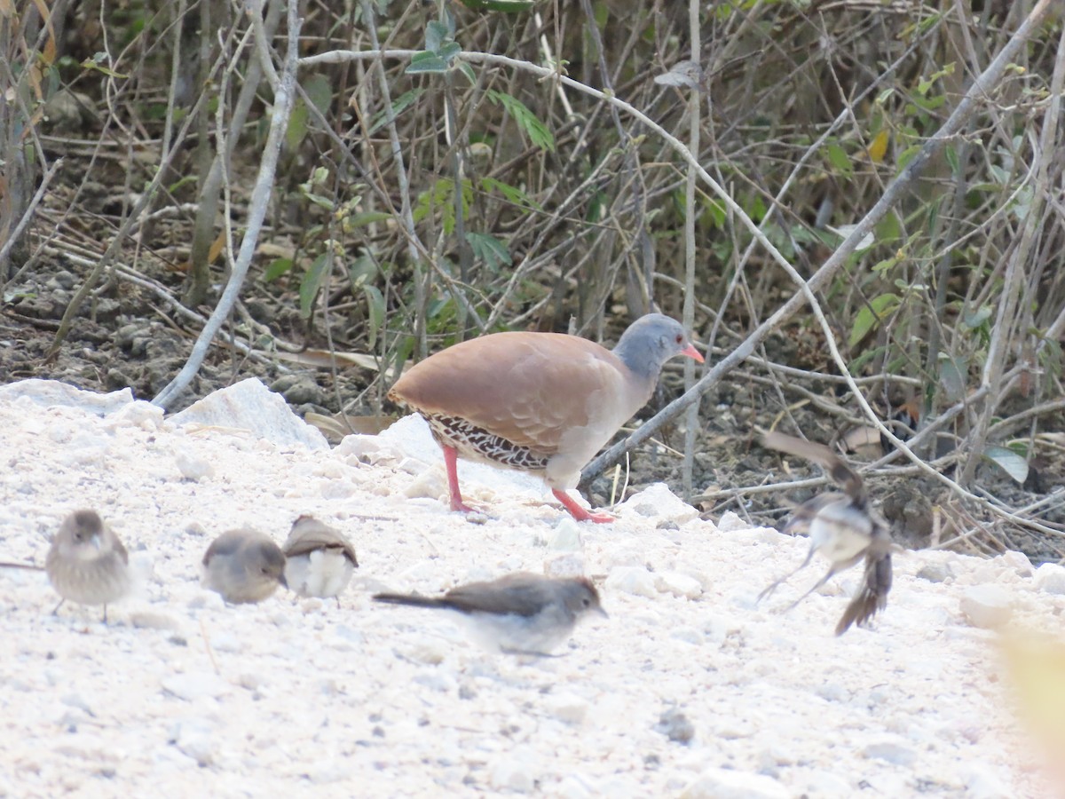Small-billed Tinamou - ML642832011