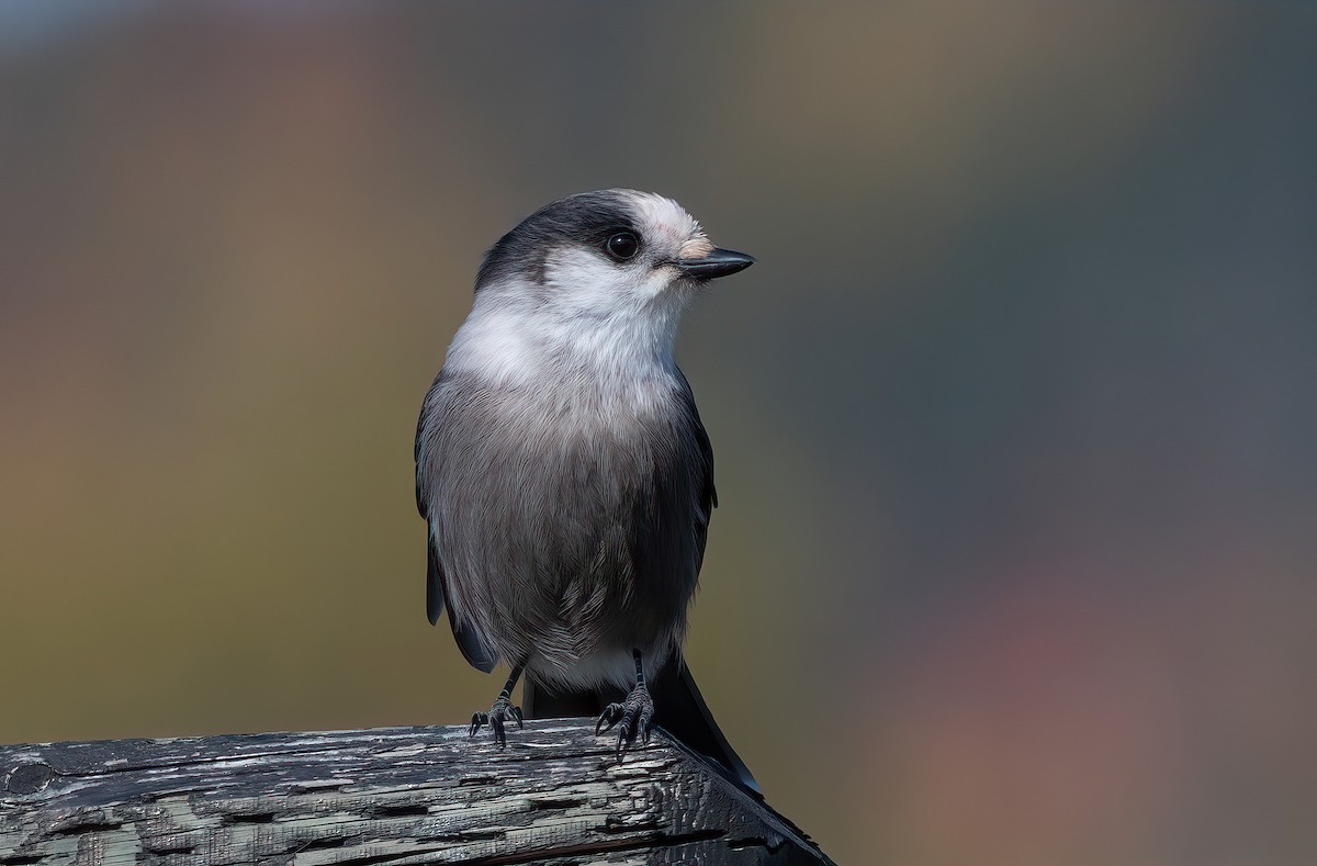 Canada Jay - ML642832017