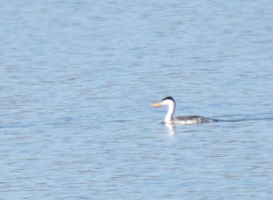 Clark's Grebe - ML642832027