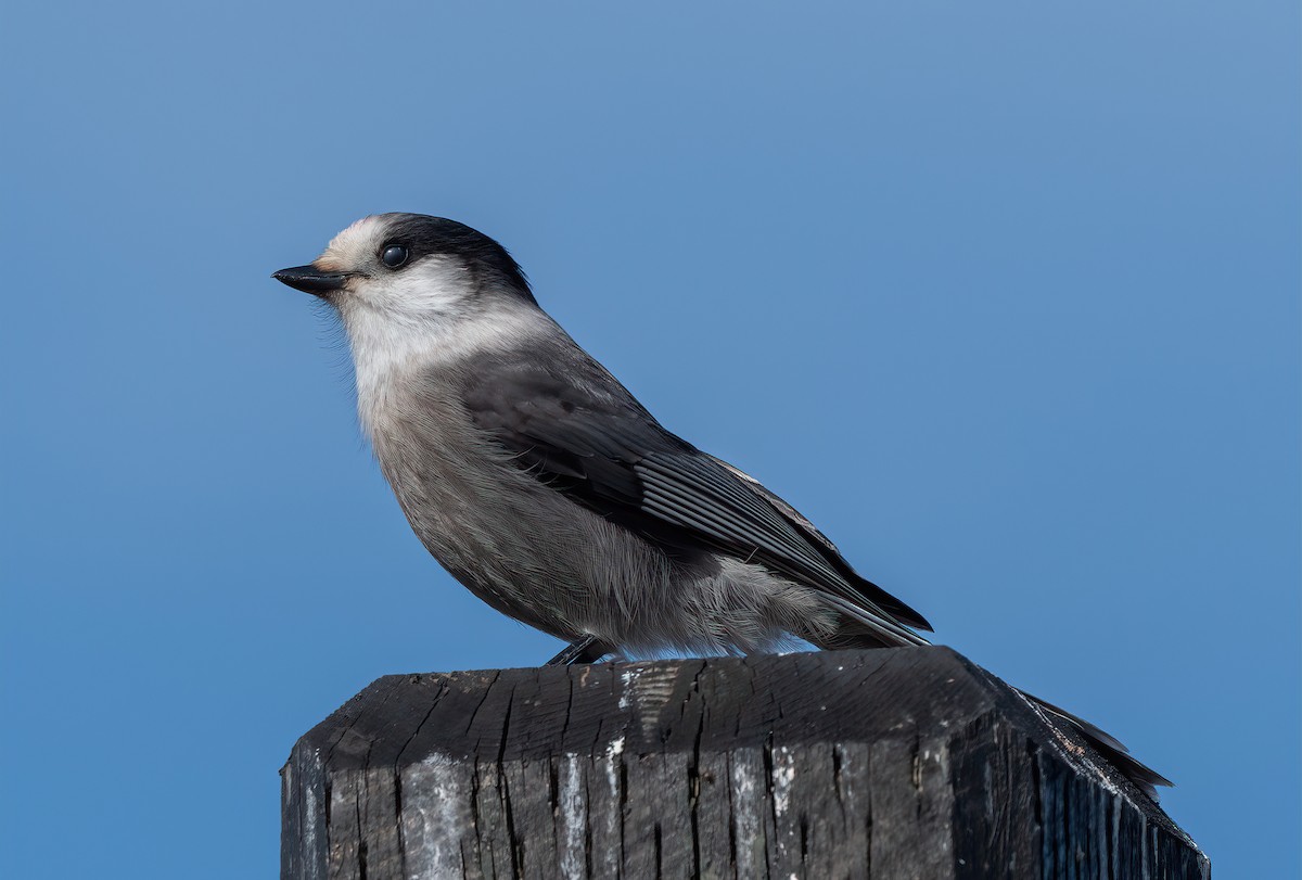 Canada Jay - ML642832031