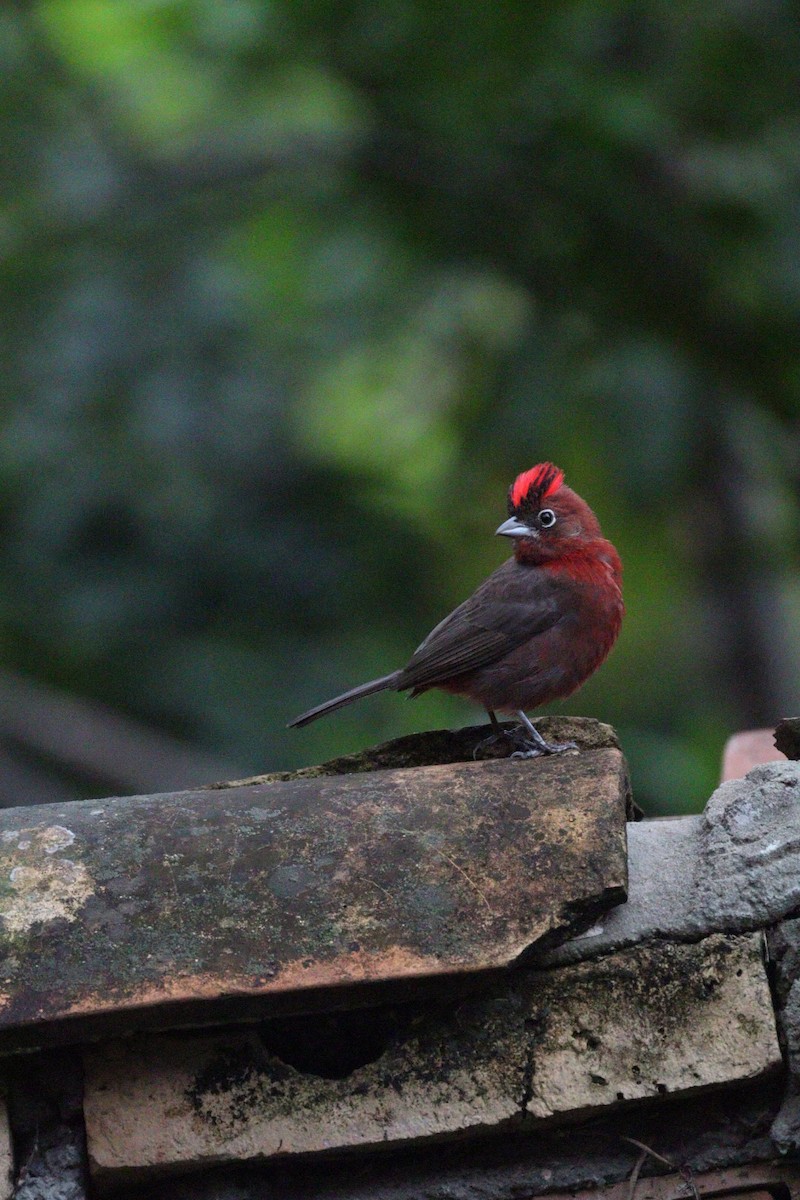 Red-crested Finch - ML642832032