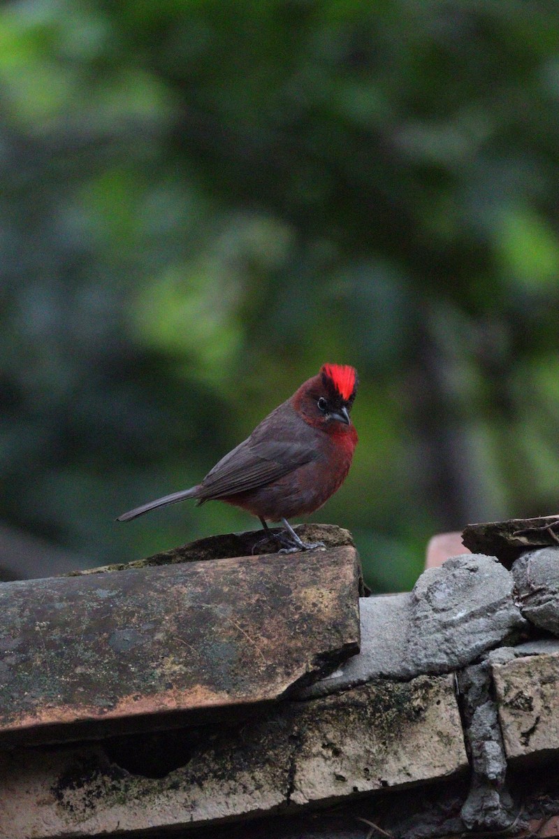 Red-crested Finch - ML642832033