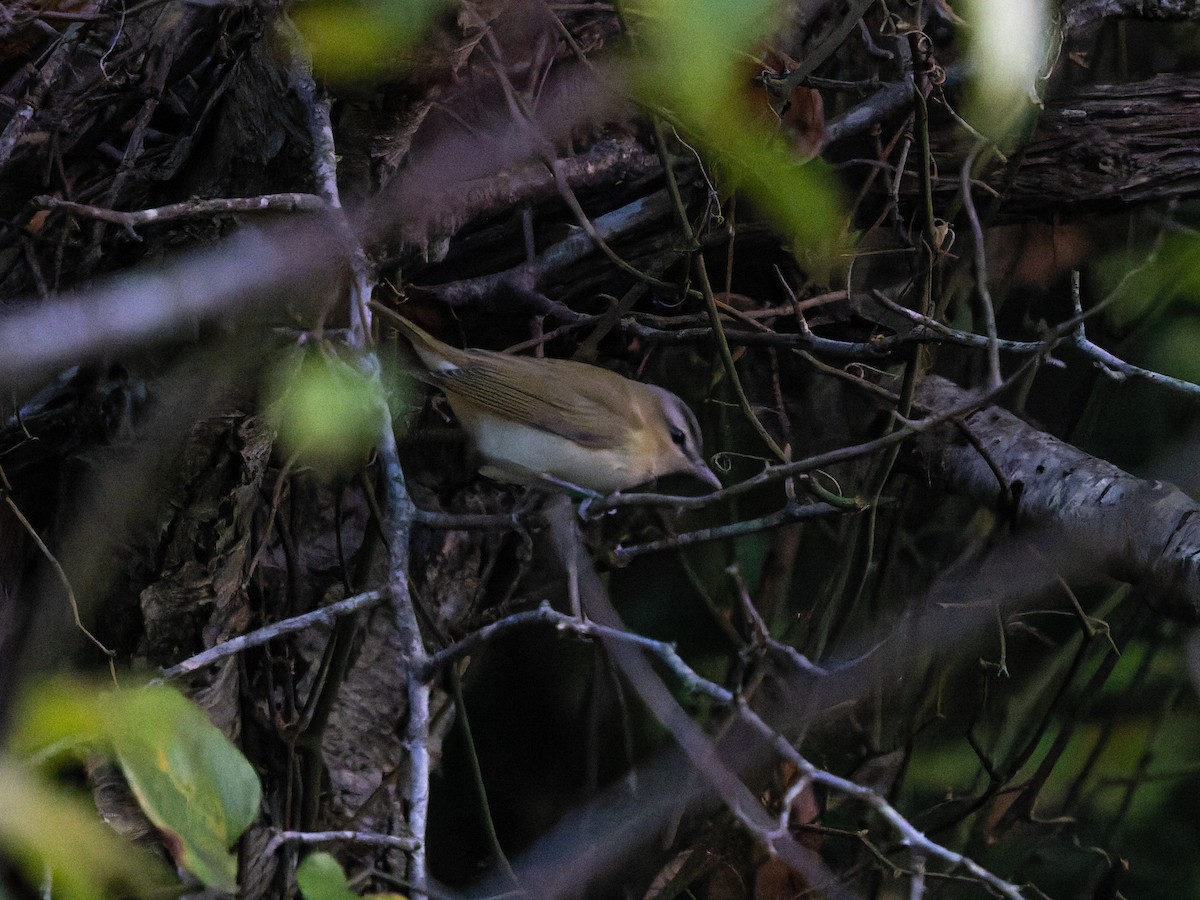 Red-eyed Vireo - ML642832044