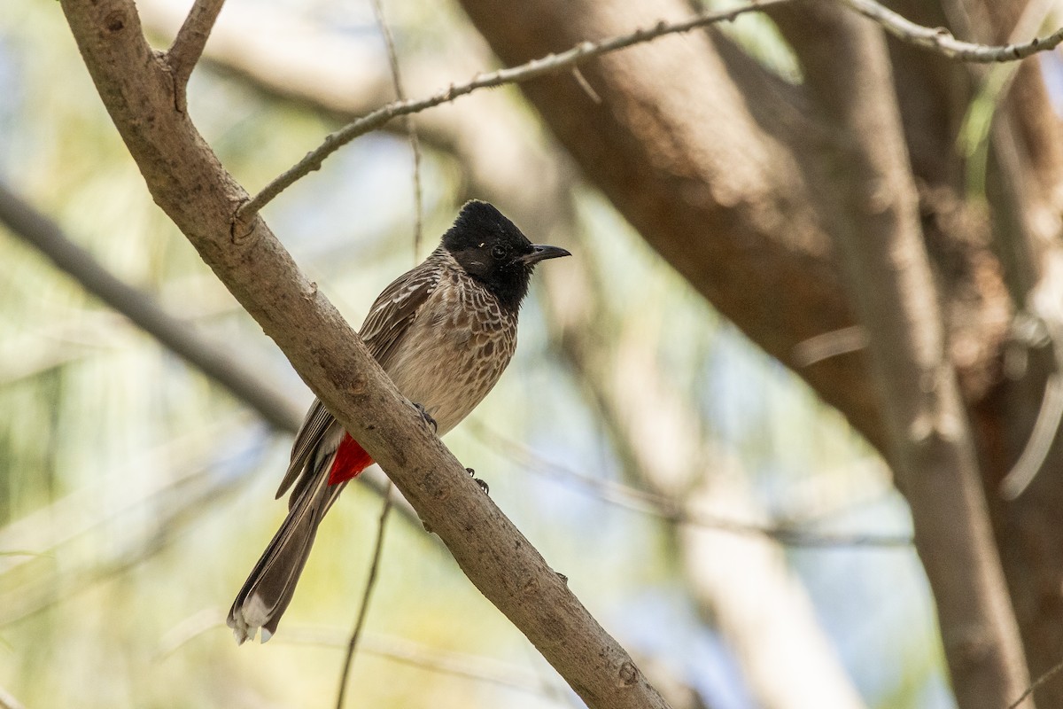 Bulbul à ventre rouge - ML642832048