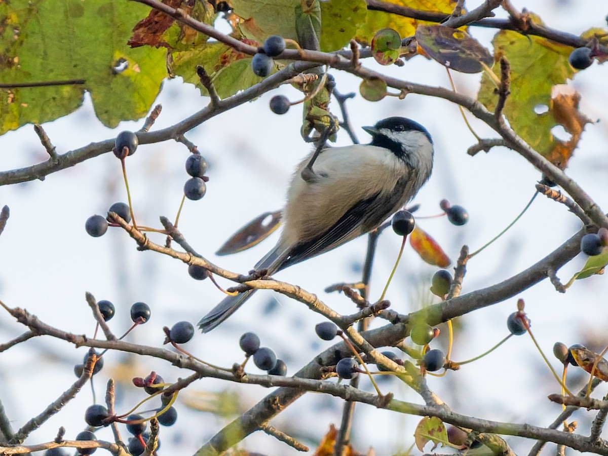 Mésange de Caroline - ML642832050