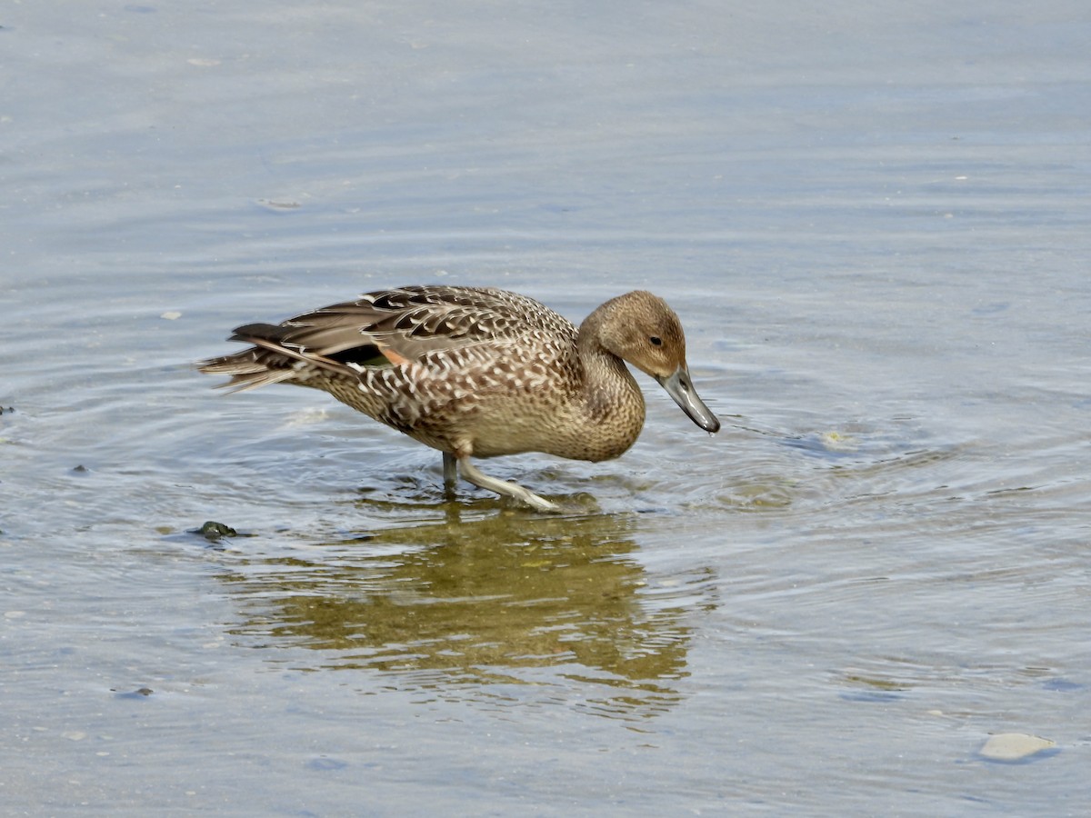 Canard pilet - ML642832056