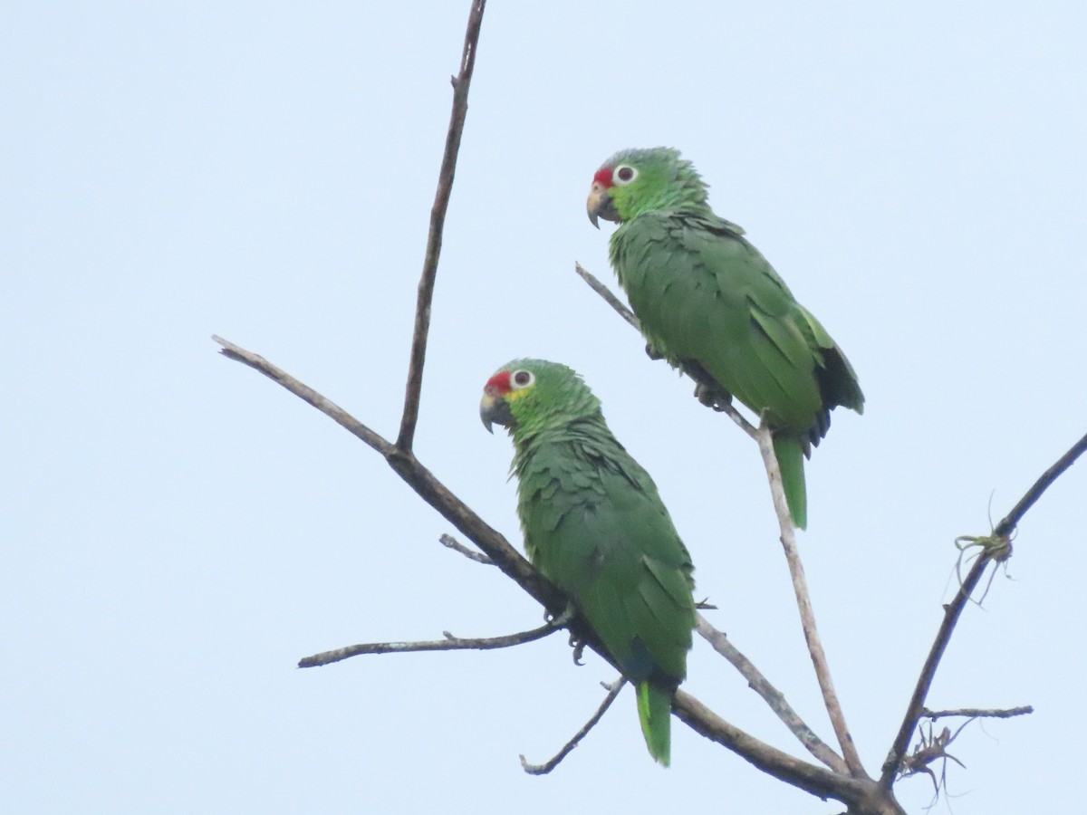 Amazone à diadème - ML642832057