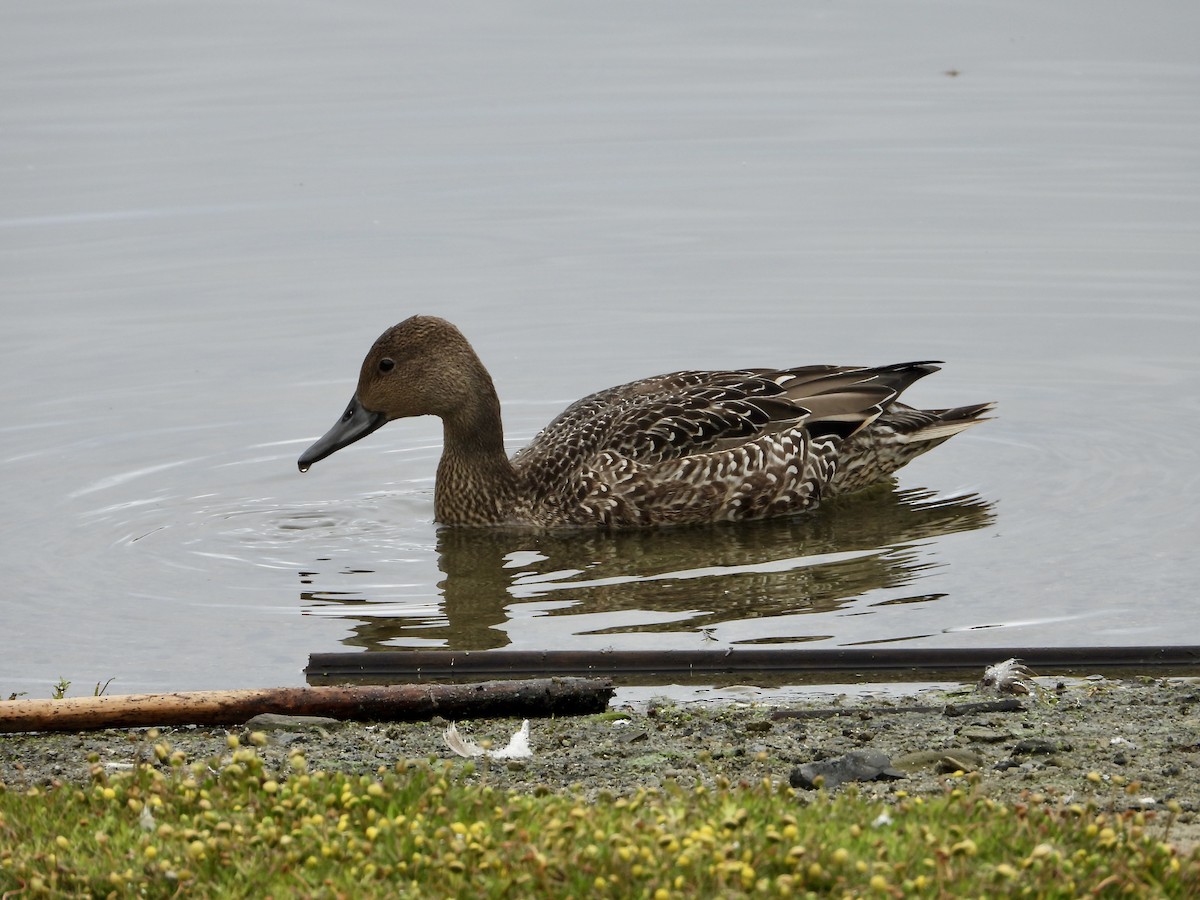 Canard pilet - ML642832060