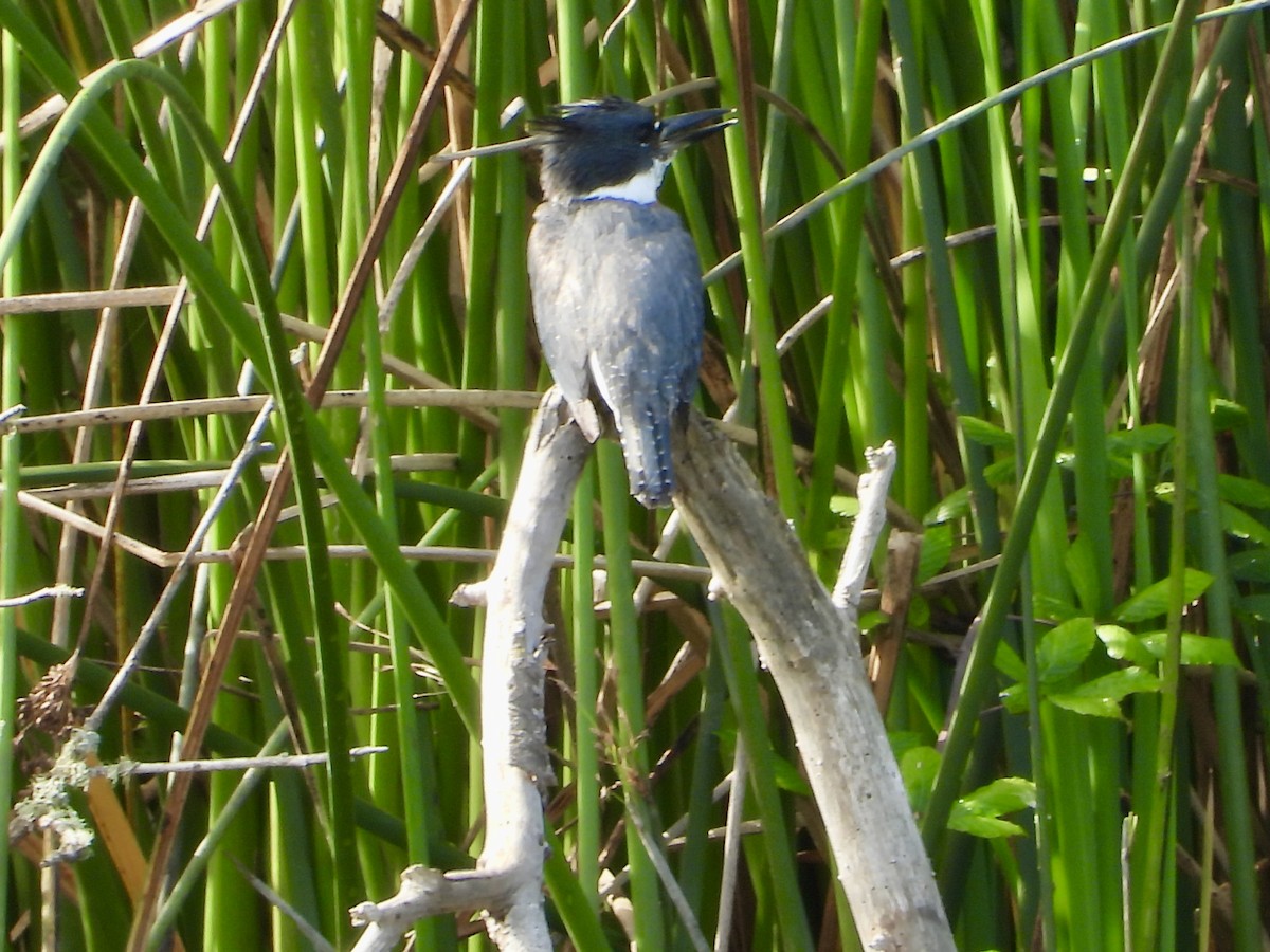Martin-pêcheur d'Amérique - ML642832063
