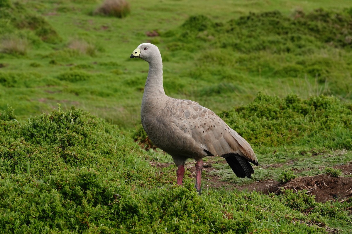 Cape Barren Goose - ML642832076