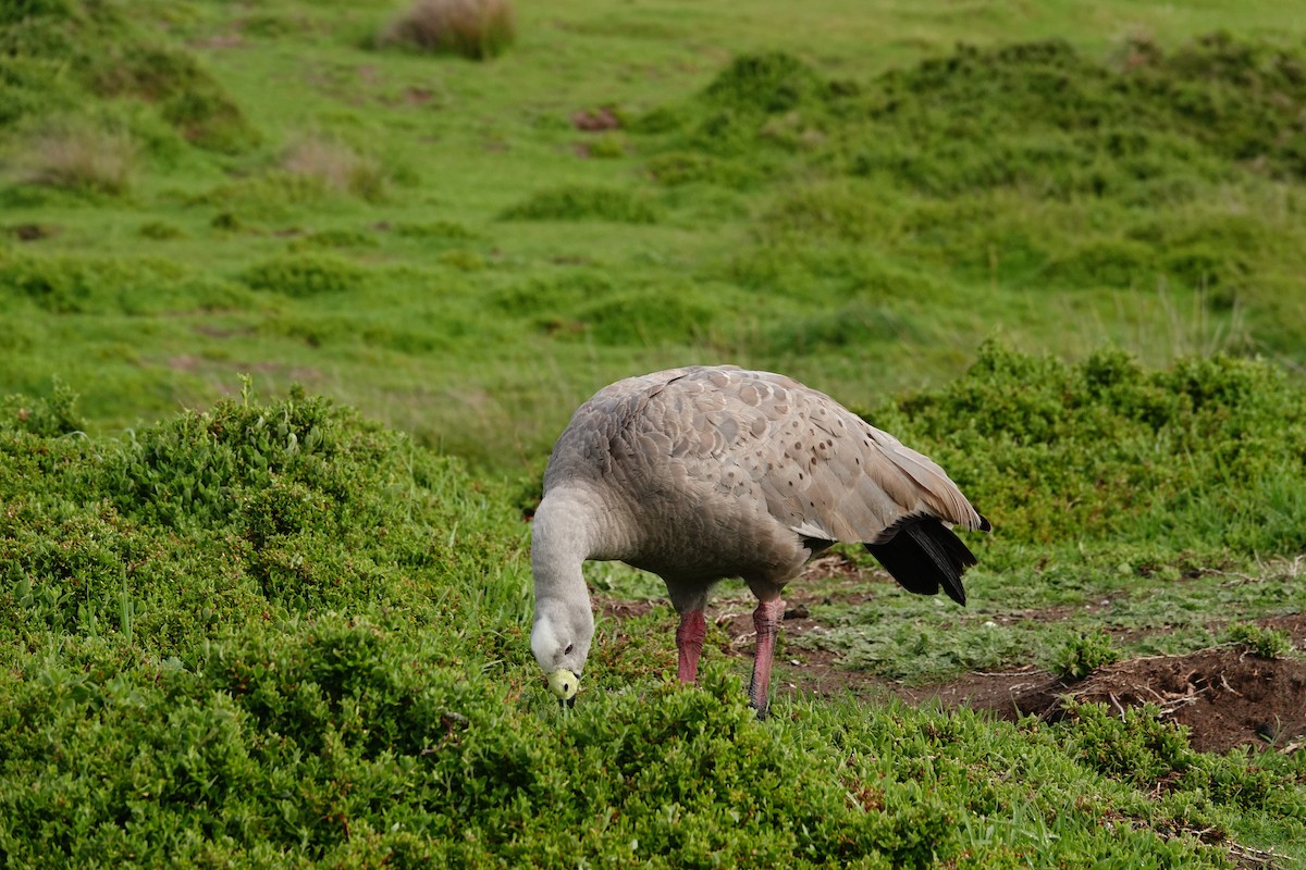 Cape Barren Goose - ML642832077