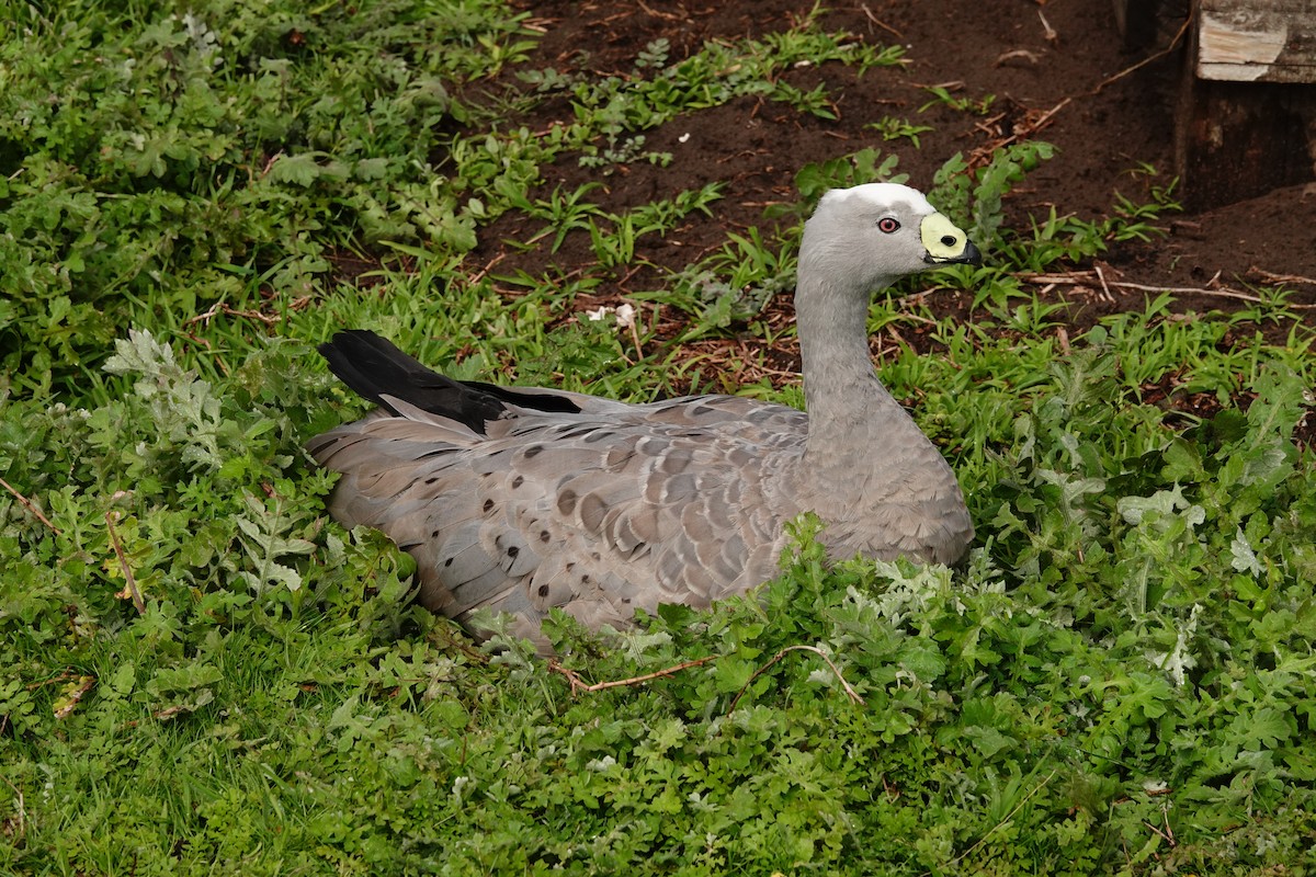 Cape Barren Goose - ML642832078