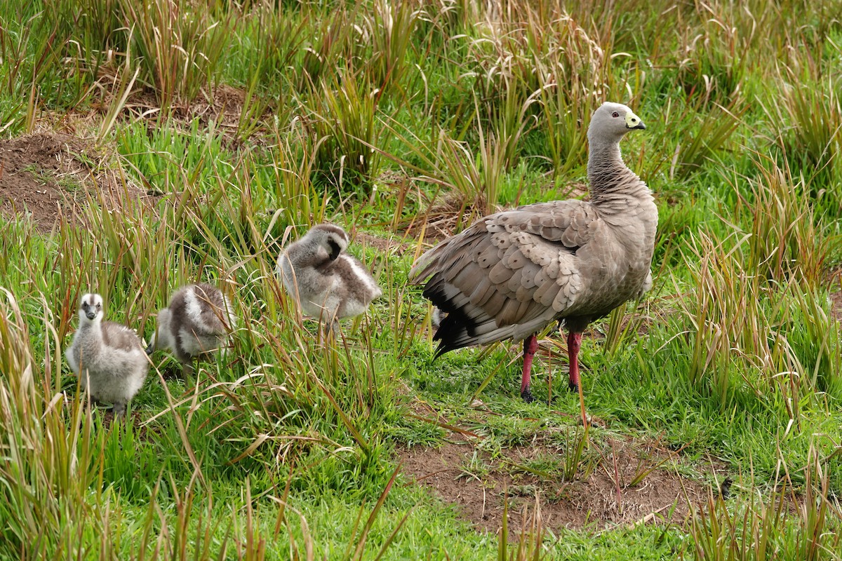 Cape Barren Goose - ML642832079