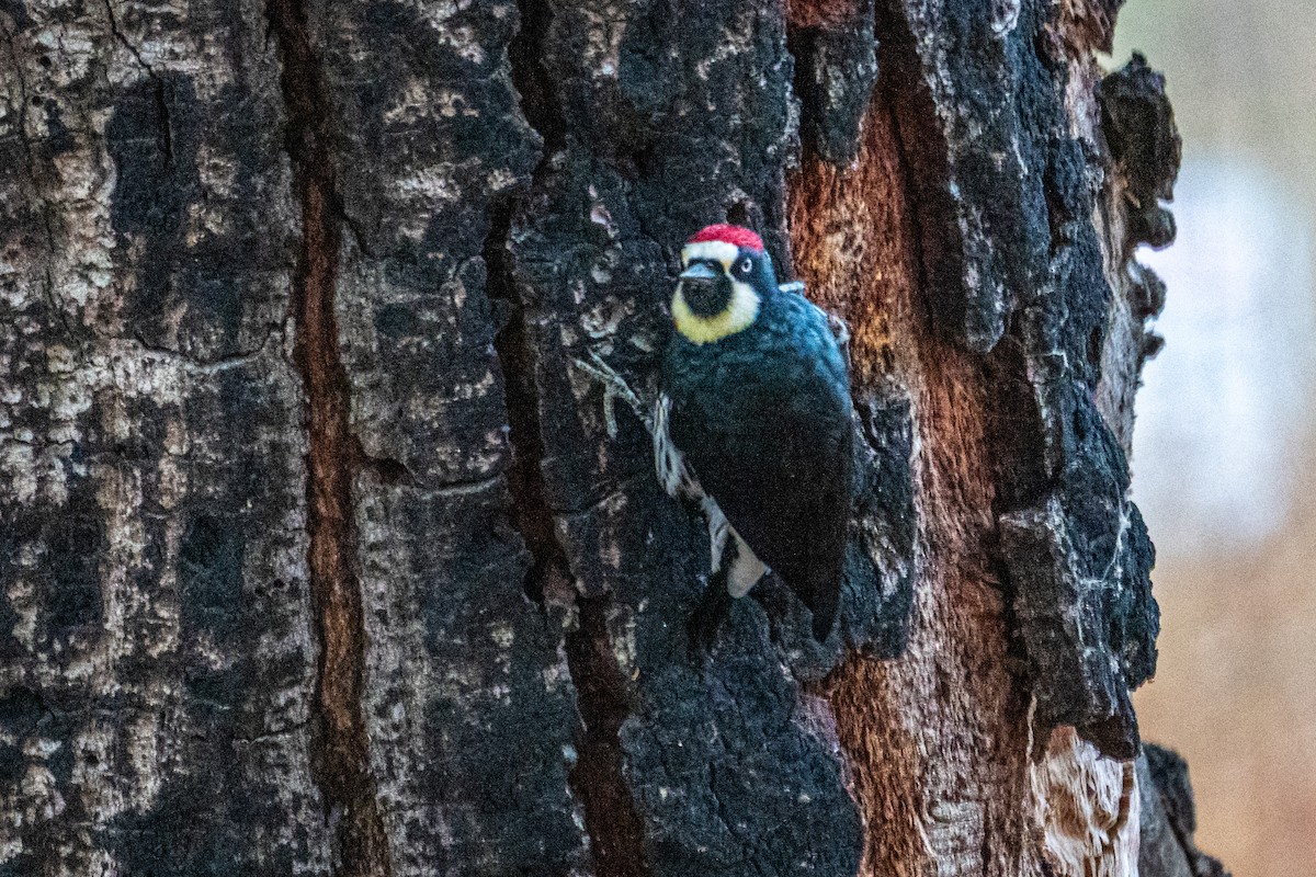 Acorn Woodpecker - ML642832081