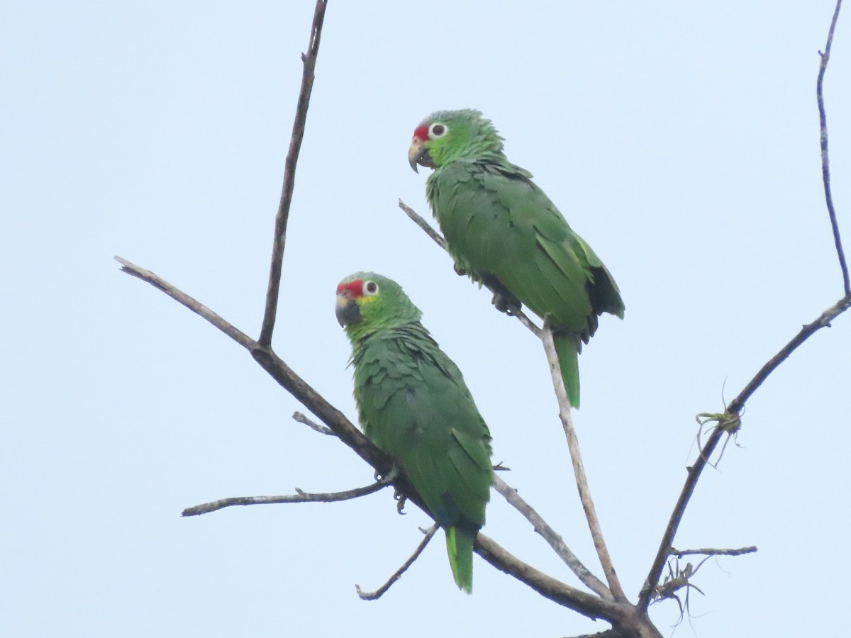 Red-lored Amazon - ML642832082