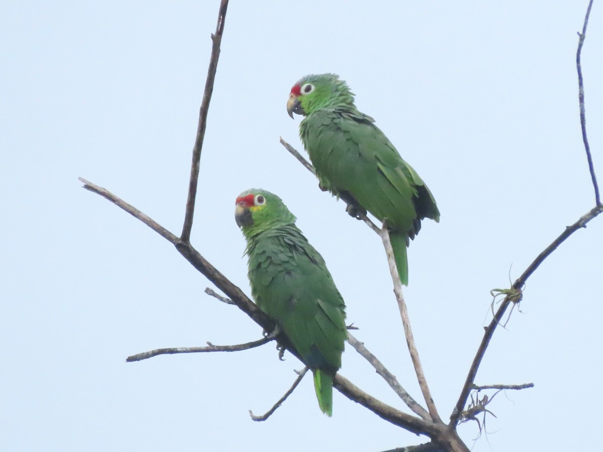 Red-lored Amazon - ML642832083