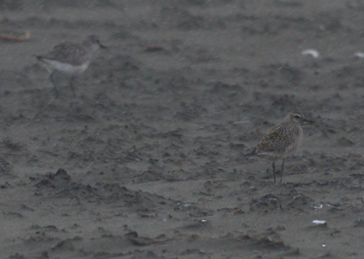 American/Pacific Golden-Plover (Lesser Golden-Plover) - ML642832085
