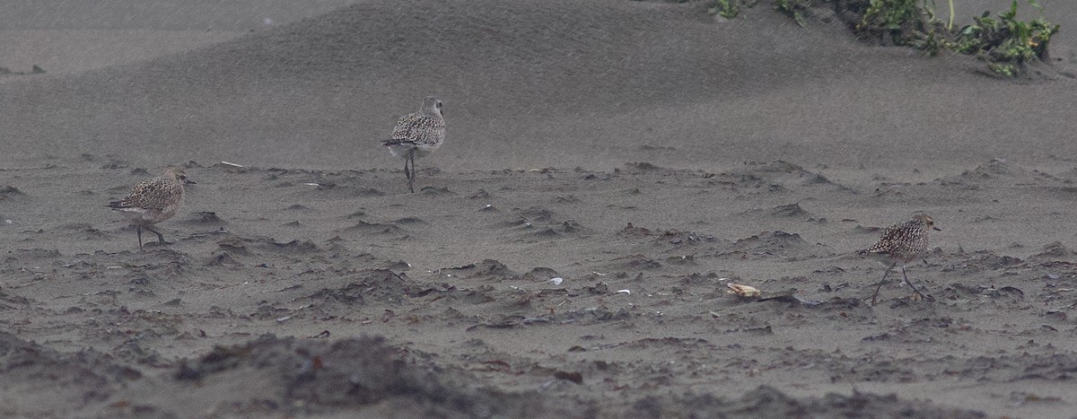 American/Pacific Golden-Plover (Lesser Golden-Plover) - ML642832087