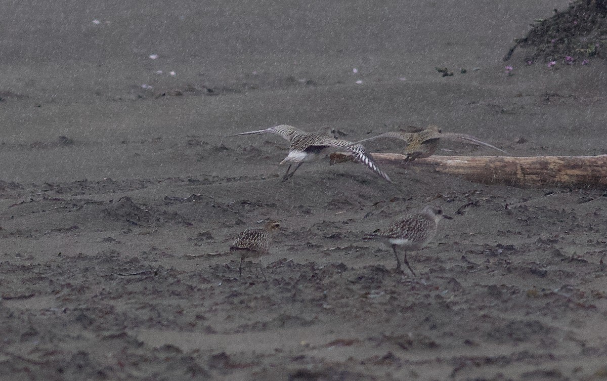 American/Pacific Golden-Plover (Lesser Golden-Plover) - ML642832088