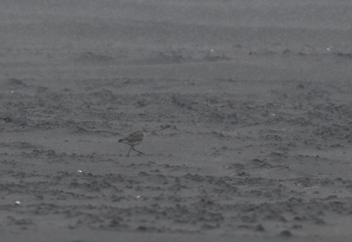 American/Pacific Golden-Plover (Lesser Golden-Plover) - ML642832089
