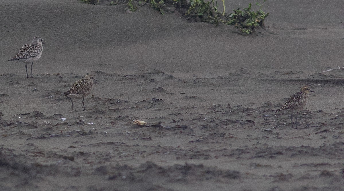 American/Pacific Golden-Plover (Lesser Golden-Plover) - ML642832090