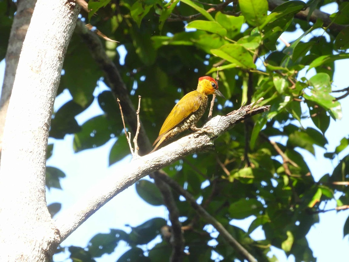 Carpintero Gorjigualdo - ML642832092